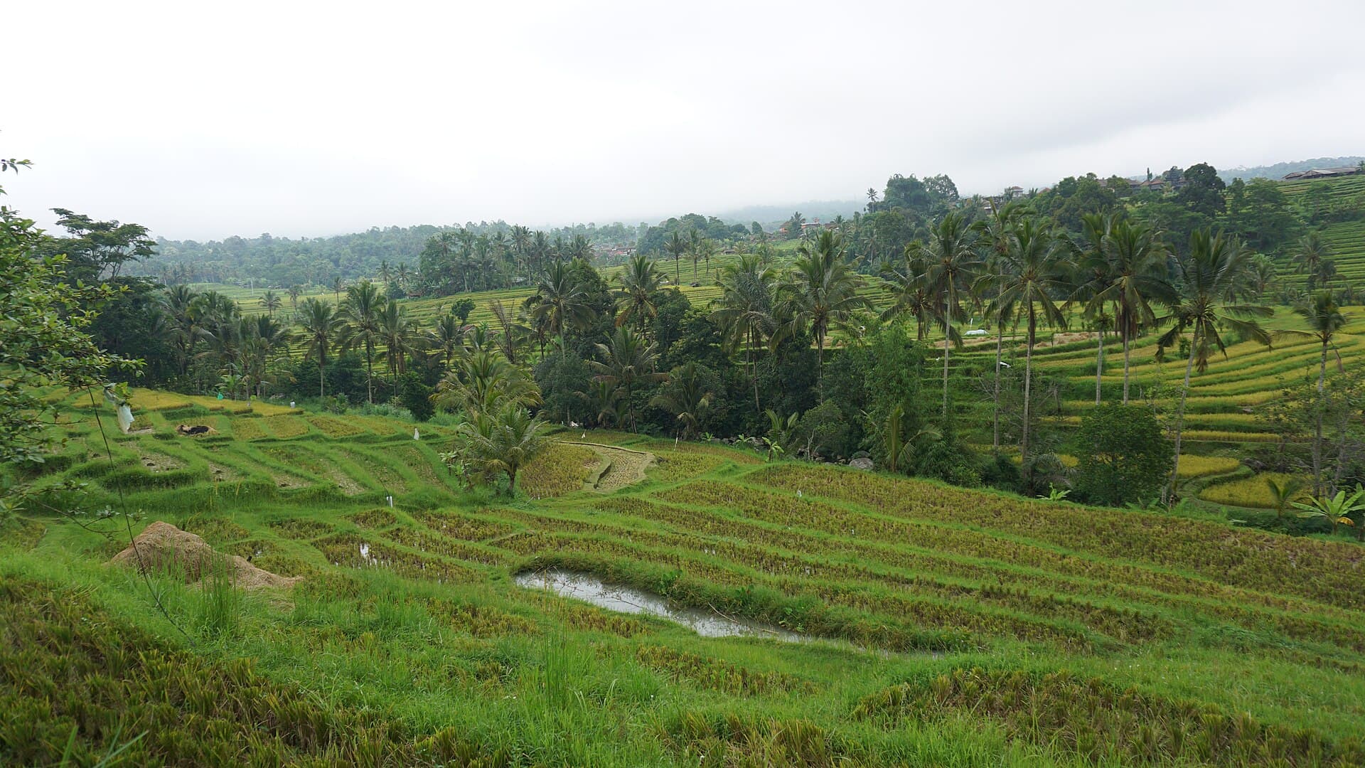 Terraced rice fields on the hillsides at Jatiluwih in Tabanan, Bali, part of the subak irrigation landscape inscribed by UNESCO in 2012
