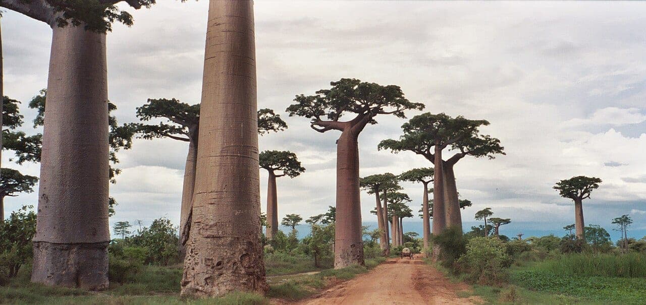 The Avenue of the Baobabs, Madagascar