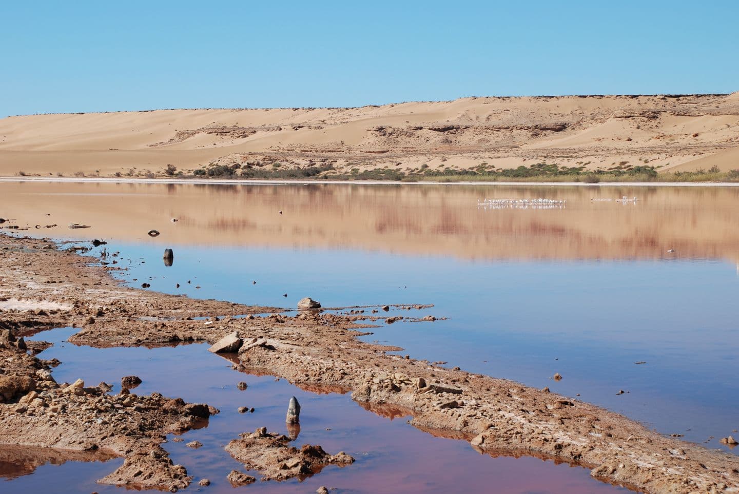 The shallow water of the Saguia el Hamra wadi near Laayoune, reflecting sand dunes and low scrub under a clear sky, with wading birds on the far shore
