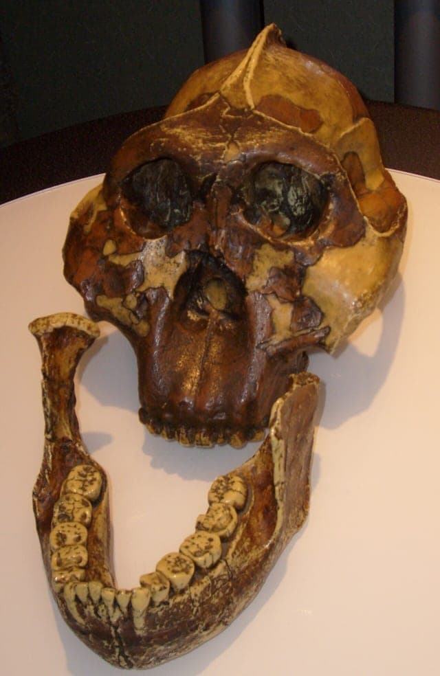 Mary Leakey
