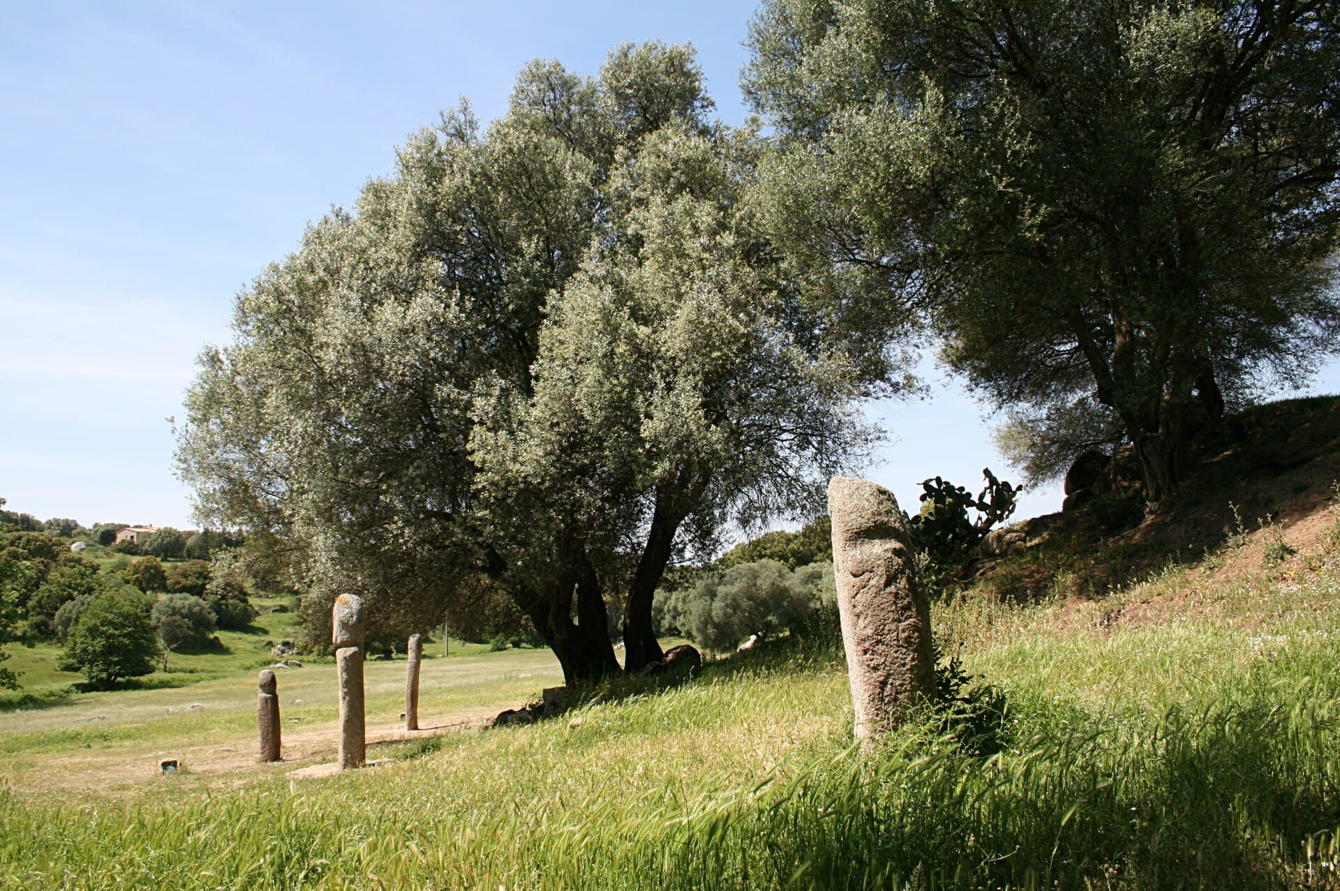Granite statue-menhirs standing in long grass beneath old olive trees at the prehistoric site of Filitosa in southern Corsica