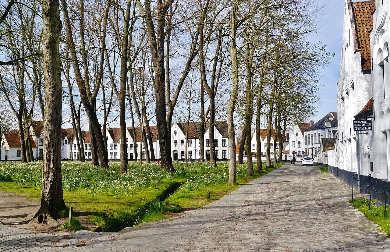 The inner courtyard of the Ten Wijngaerde beguinage in Bruges, a cobbled lane running past a meadow of daffodils under bare poplars, with a row of white gabled houses along the far side