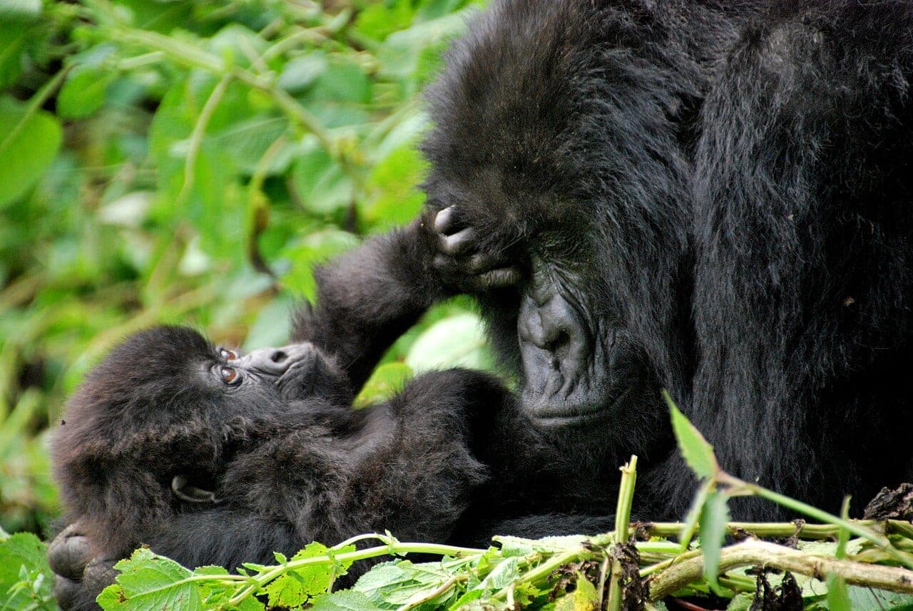 Mountain gorillas in Volcanoes National Park, Rwanda