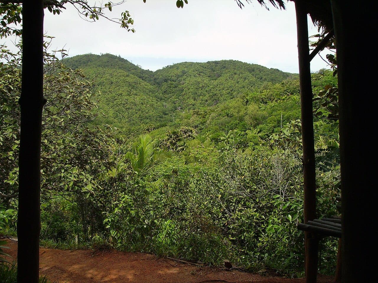 The Vallée de Mai palm forest, Praslin, Seychelles